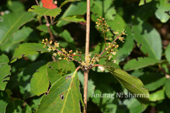 Combretum albidum var. albidum